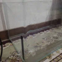 آکواریوم کبوتر قناری پرنده پلاکی دورگ پلاکی|ماهی|فولادشهر, مسکن مهر فولادشهر|دیوار