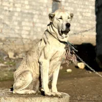 سگ ماده سرابی ۳ ساله