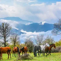 تور طبیعت گردی