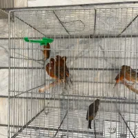 قناری|پرنده|اصفهان, لاله|دیوار
