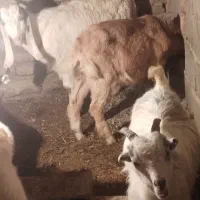 بزغاله نر و ماده