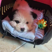 توله سگ فقط ۴ تومن