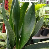 گیاه قاشقی|گل و گیاه طبیعی|مراغه, |دیوار