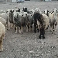 ۲۶راس شیشک میش ترکی داشتی صحرایی بره دار|حیوانات مزرعه|ارژن, |دیوار