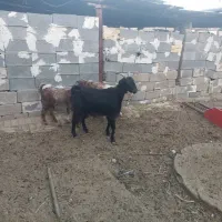 بز خارجی کهره دار و بز آبستن سرگلون|حیوانات مزرعه|شیراز, فرودگاه شهید دستغیب شیراز|دیوار