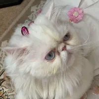 گربه پرشین