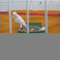 قناری|پرنده|مشهد, ثامن|دیوار