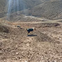 سگ سرابی|سگ|خوسف, |دیوار