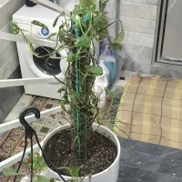 گل پتوس|گل و گیاه طبیعی|قم, قلعه عموحسین|دیوار