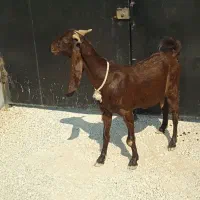 بز وکهره|حیوانات مزرعه|اهرم, |دیوار