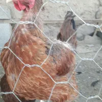 مورغ