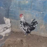 مرغ و خروس گلین ریشی چهلتاج|حیوانات مزرعه|کاکی, |دیوار