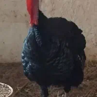 بوقلمون نر فروشی