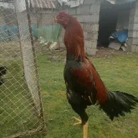 جوجه 11ماه 3/5دنگ خام سلامت کامل