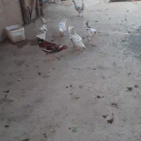 مرغ و خروس گلین|حیوانات مزرعه|هشتگرد, شهرک وحدت|دیوار