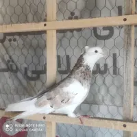 شازده سرور|پرنده|هشتگرد, |دیوار