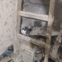 کفتر معاوضه|پرنده|یزد, |دیوار