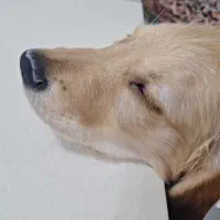 دو قلاده توله ۵ماهه گلدن رتریور اصیل