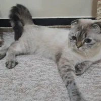 گربه|گربه|بوشهر, |دیوار