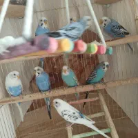 پرنده|پرنده|سردشت, |دیوار