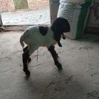 بزغاله 3 روزه