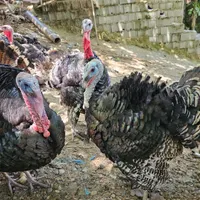 جوجه بوقلمون ۲۰روزه واکسن خورده