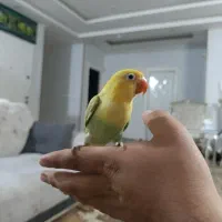 طوطی کوتوله