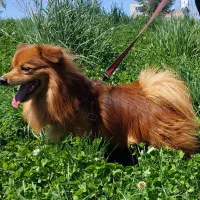 واگذاری پامرا اشپیتز