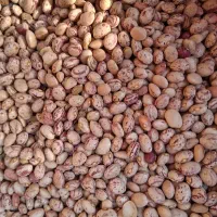 فروش لوبیا چیتی مرغوب و ارگانیک