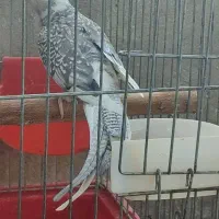 عروس هلندی ماده ابلغ آلبینو،وایت،ابلغ|پرنده|شیراز, سلطان آباد|دیوار