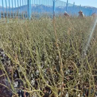 نهال گل محمدی سالم در گلدان پلاستیکی