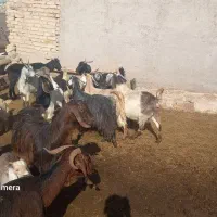 بزغاله|حیوانات|تاکستان, |دیوار