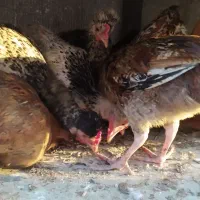 مرغ و خروس و غاز و اردک و کبوتر|حیوانات مزرعه|آق قلا, |دیوار