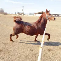 مادیون ناب دیدنی