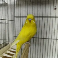 مرغ عشق انگلیسی جفت
