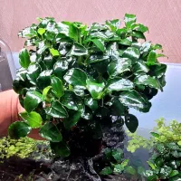 آکواریوم|ماهی|مشهد, کوشش|دیوار