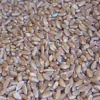 با سلام فروش بذر گندم