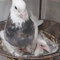 یه جفت نر و ماده  طوقی سرور|پرنده|قم, آزادگان|دیوار