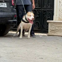 سگ پیتبول اصیل آموزش دیده|سگ|دماوند, گیلاوند|دیوار