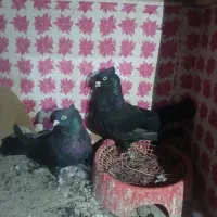 زاغ درجه یک