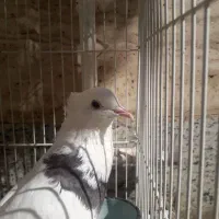 کبوتر سرحال|پرنده|قائن, |دیوار