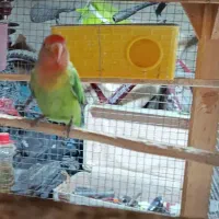 طوطی کوتوله رام