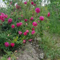 باغ واقع در اخر گلمغان|فروش زمین و ملک کلنگی|اردبیل, |دیوار