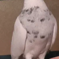 یه جفت کبوتر طوقی با جوجه