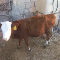 گوساله سیمینتال|حیوانات مزرعه|دلند, |دیوار