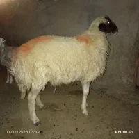 حیوانات مزرعه