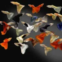 ۱۰نژاد ماهی رنگین کمان رسید