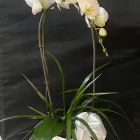 گل طبیعی ارکیده|گل و گیاه طبیعی|تهران, قلهک|دیوار