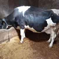 گاو|حیوانات مزرعه|خاوه, |دیوار