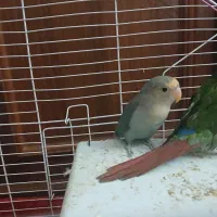 طوطی برزیلی